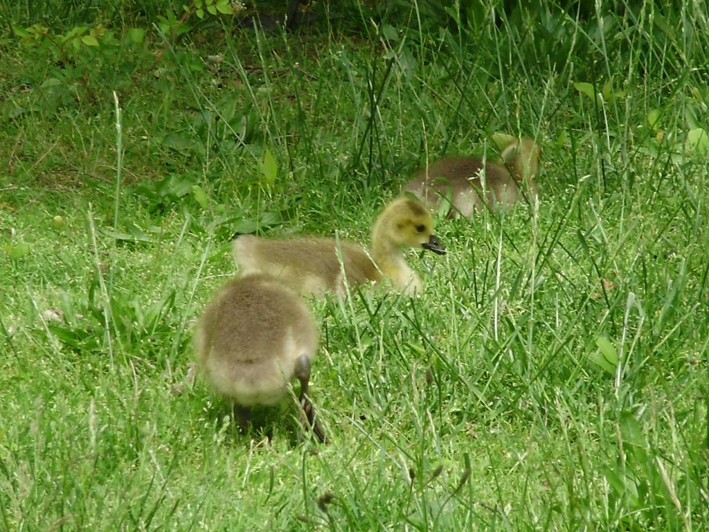 a beautiful goslings in the grass four