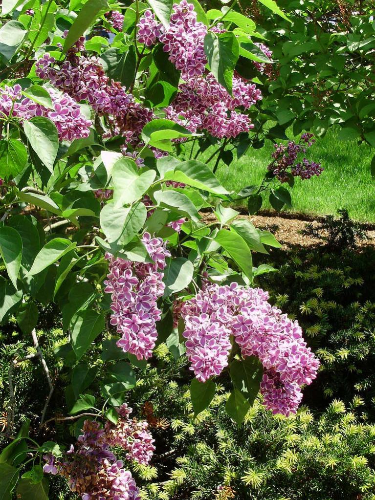 a beautiful lilac bush 1