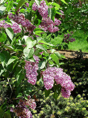 a beautiful lilac bush sm shot