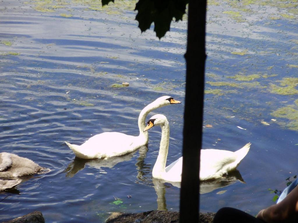 a beautiful mute swans crossing necks
