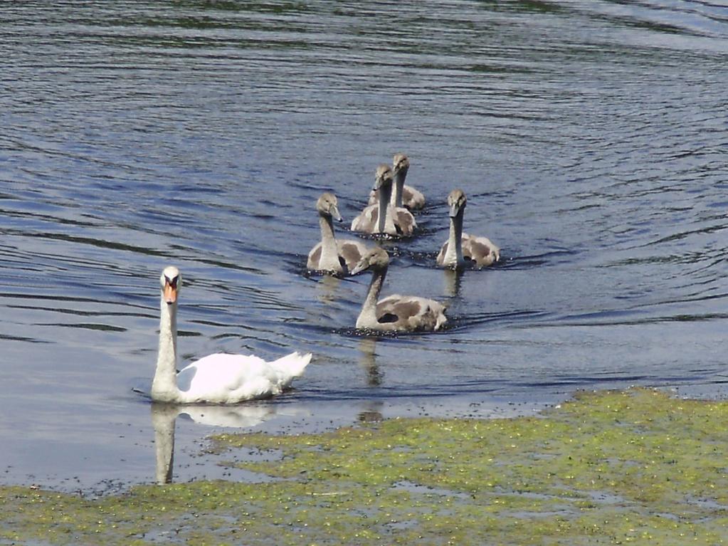 a beautiful pen with five cygnets