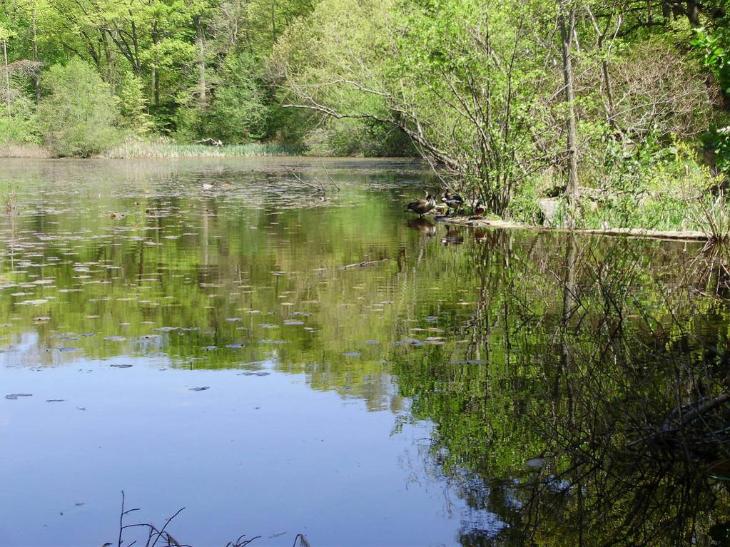 a beautiful reflections on pond LG