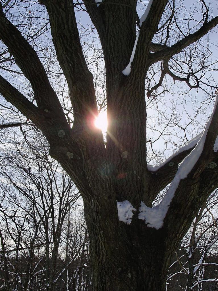 a beautiful sun through tree branches LG