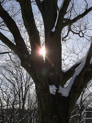 a beautiful sun through tree branches SM
