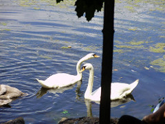 a beautiful swans crossing SM