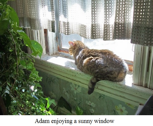 Adam in window.jpg