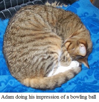 Adam sleeping.jpg