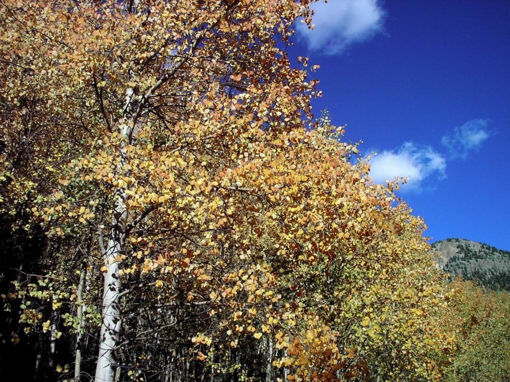 Aspen Trees in Fall