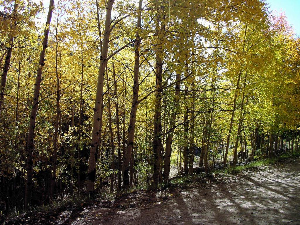 Aspen Trees