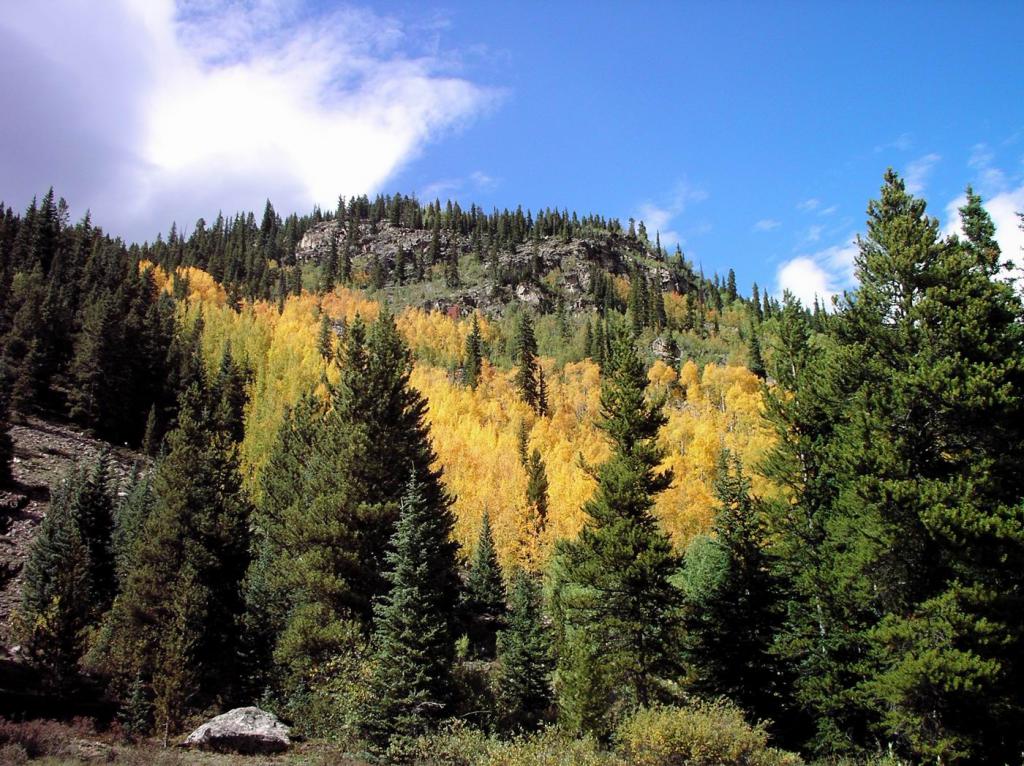 Aspens in Autumn