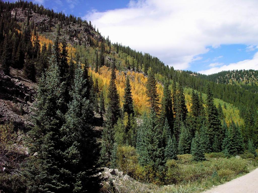 Aspens