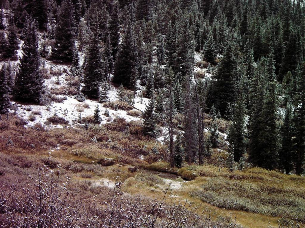 Autumn Snow with Deer