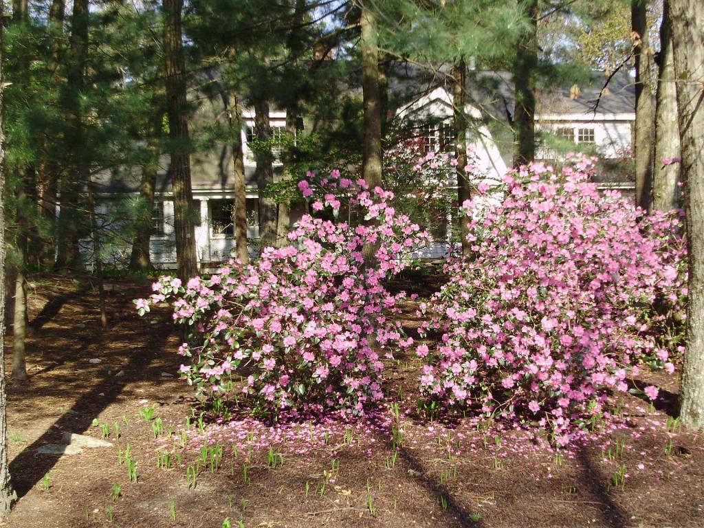 azaleas