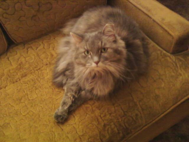 Babycat  :)