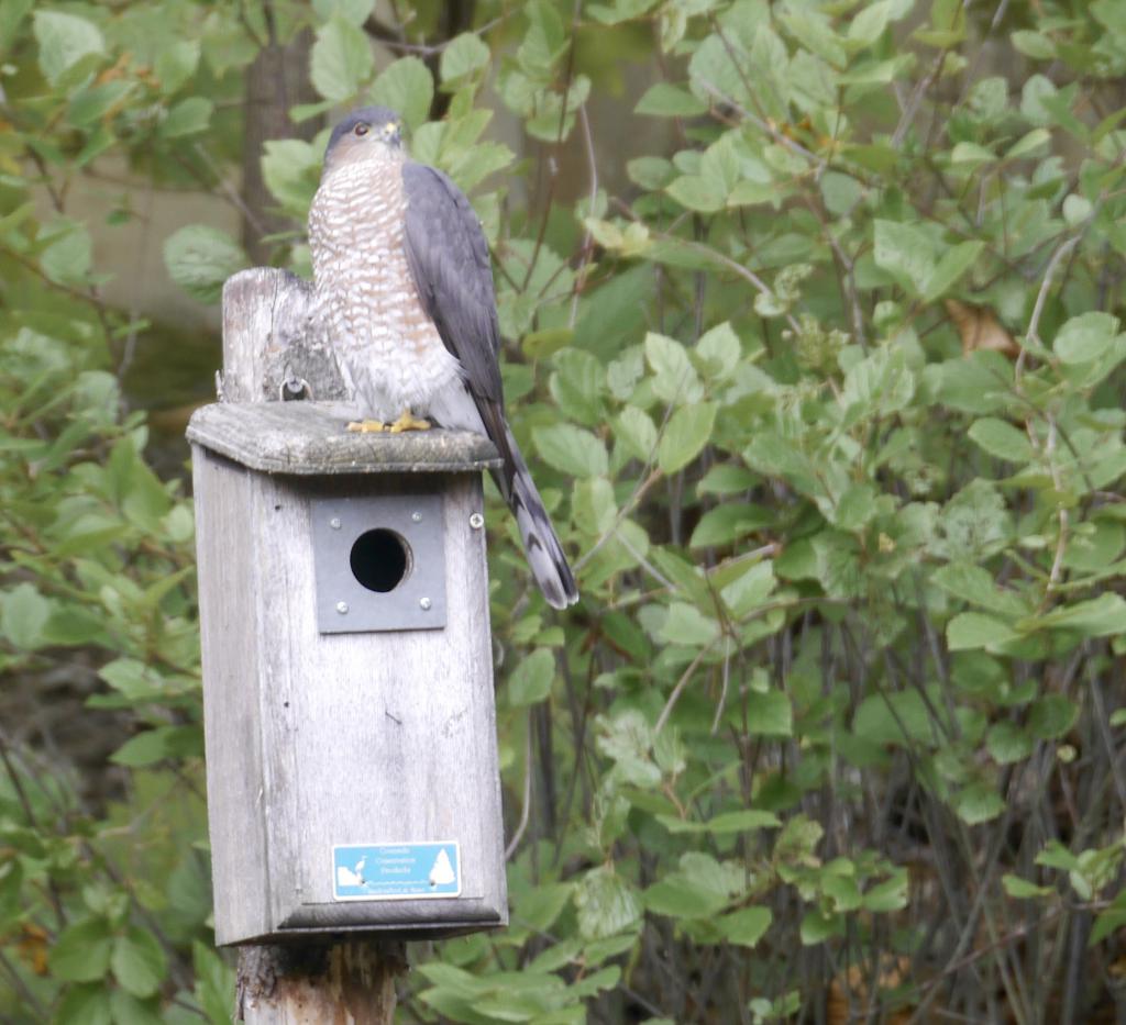 Backyard visitor.