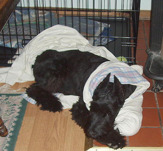 bed time, crate door closed
