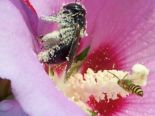 bee