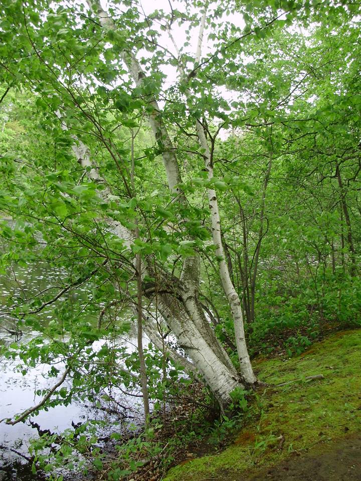 birches
