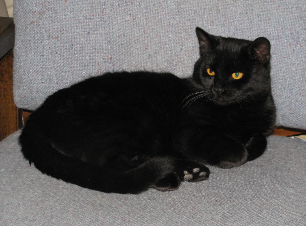 Blacky2