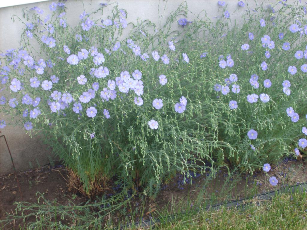 Blue Flaxhttp://www.seniorforums.com/album.php?albumid=209&amp;attachmentid=12844