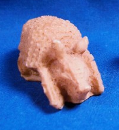 bone armadillo.jpg