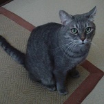 Buddy