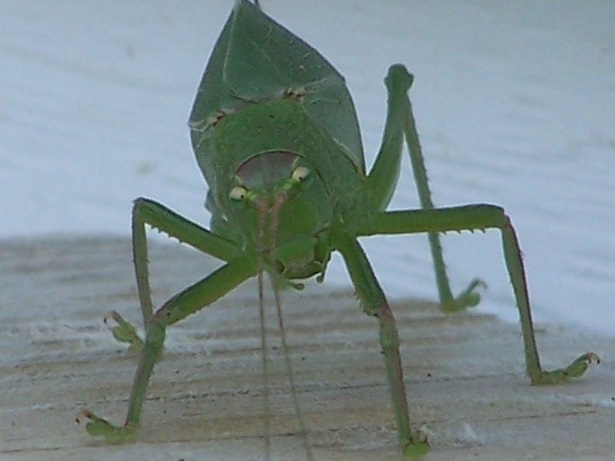 bug