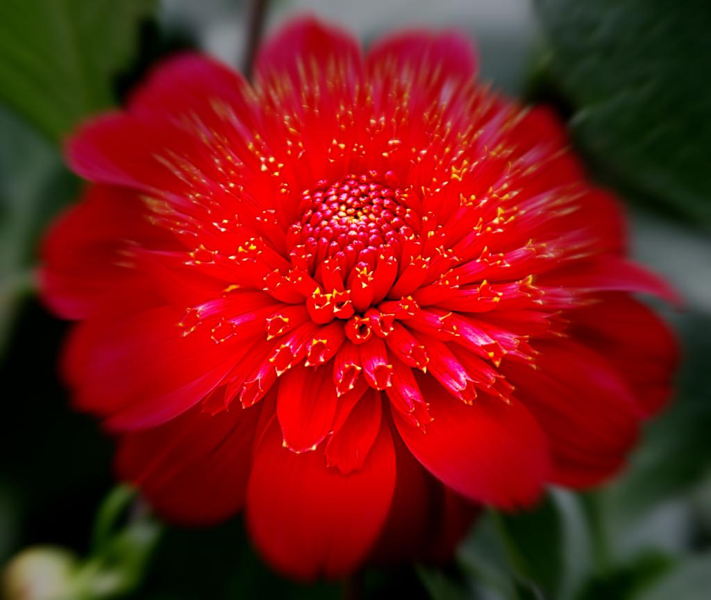 Butchart Gardens Favorite