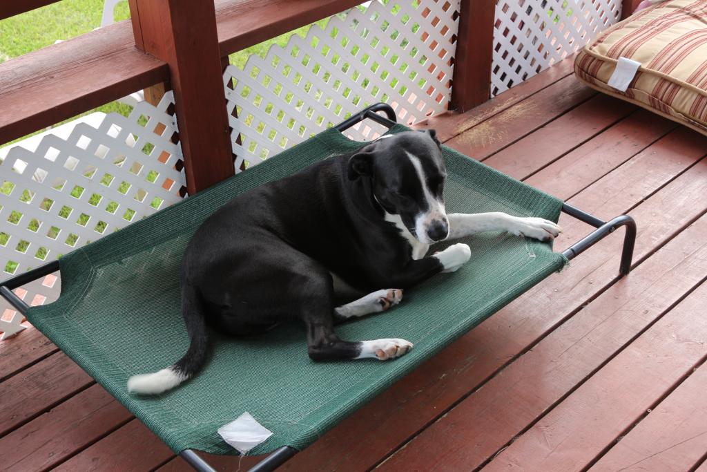 Carl Relaxing on a Hot Day