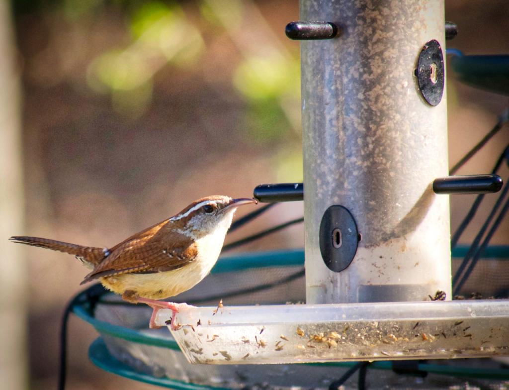 Carolina Wren