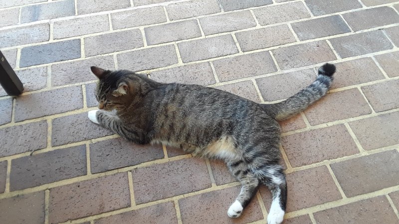 coolcat.jpg