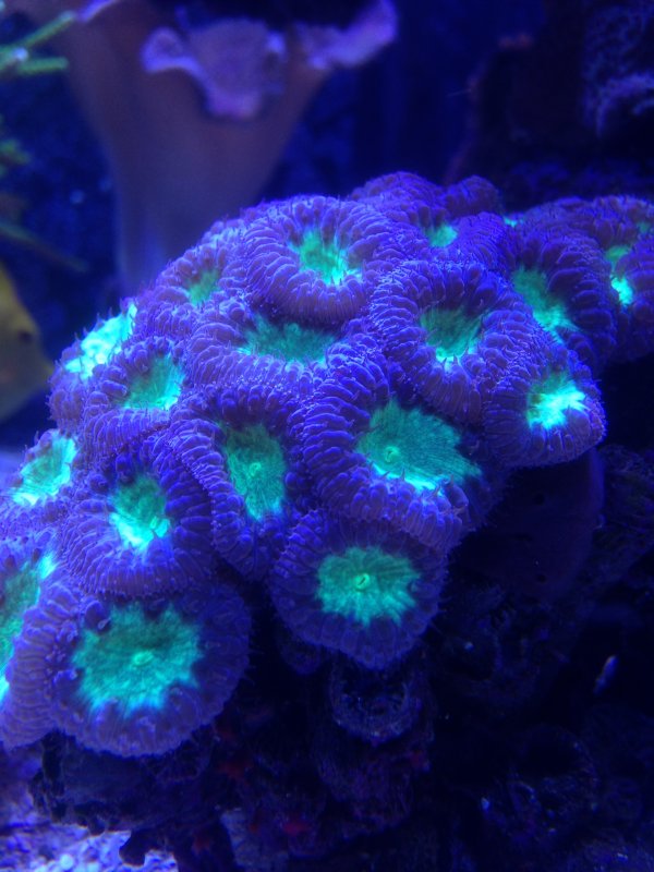 coral1.JPG
