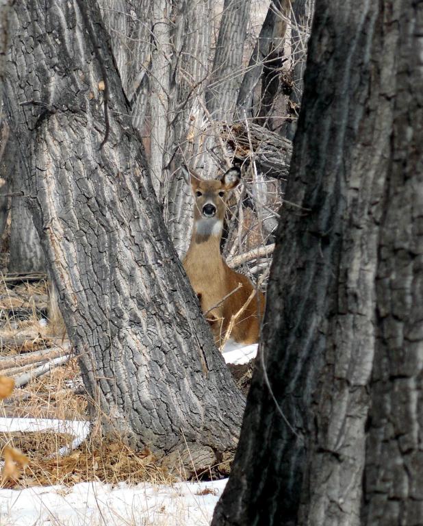 Deer on Our Walk Today