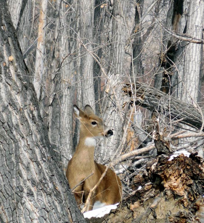 Deer on Our Walk Today