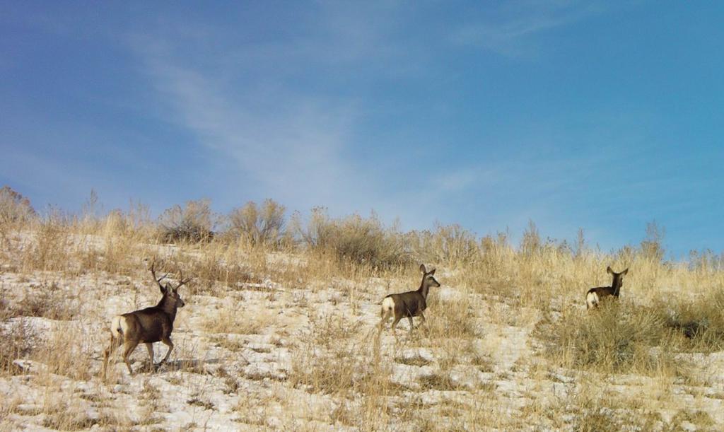 Deer Walking Away