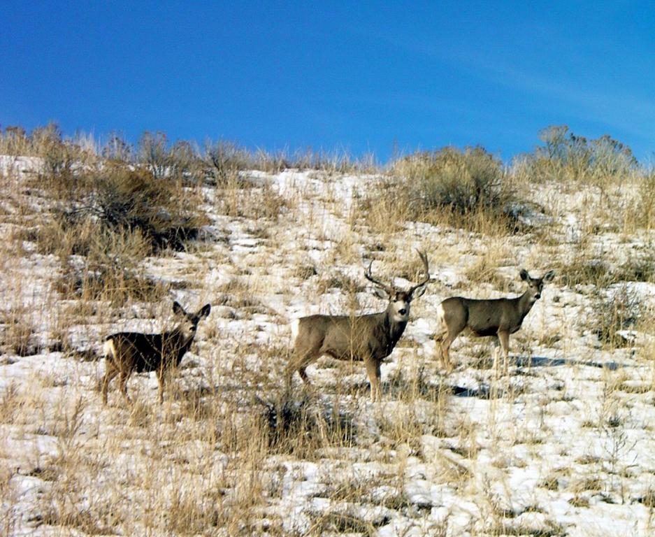 Deer Watching