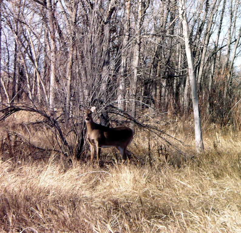 Deer