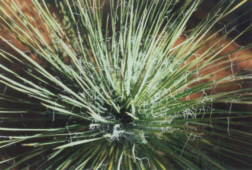 Desert Plant Closeup