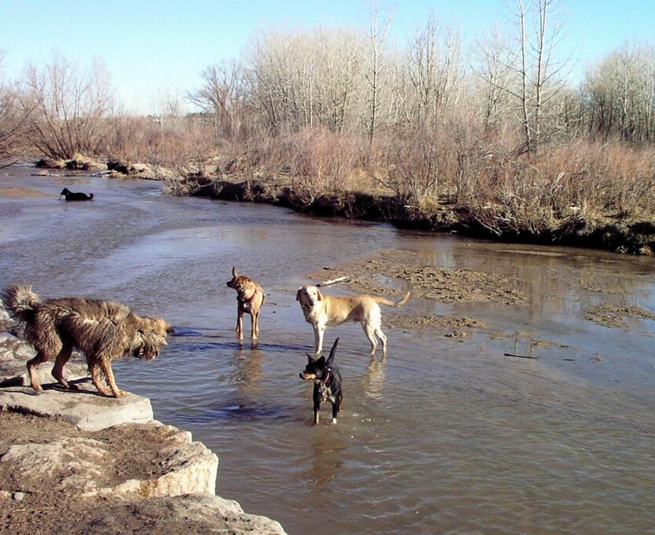 Dogs At Park