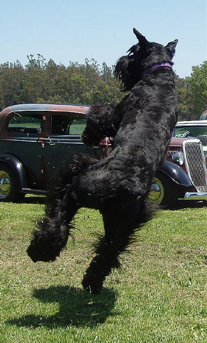 doing the happy dance
