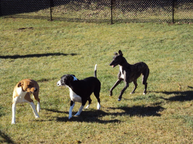 DSC03301Lennie &amp; Carl &amp; Their Cousin Monty, A Retired Grey Hound