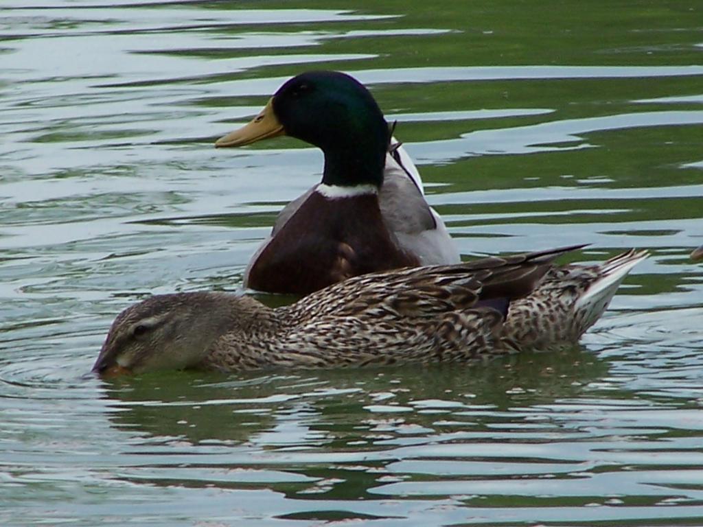 Ducks on the pond