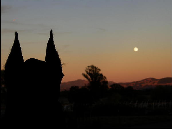 ears and moon