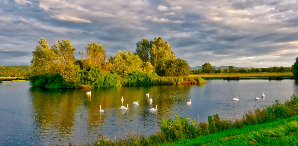 Evening swans