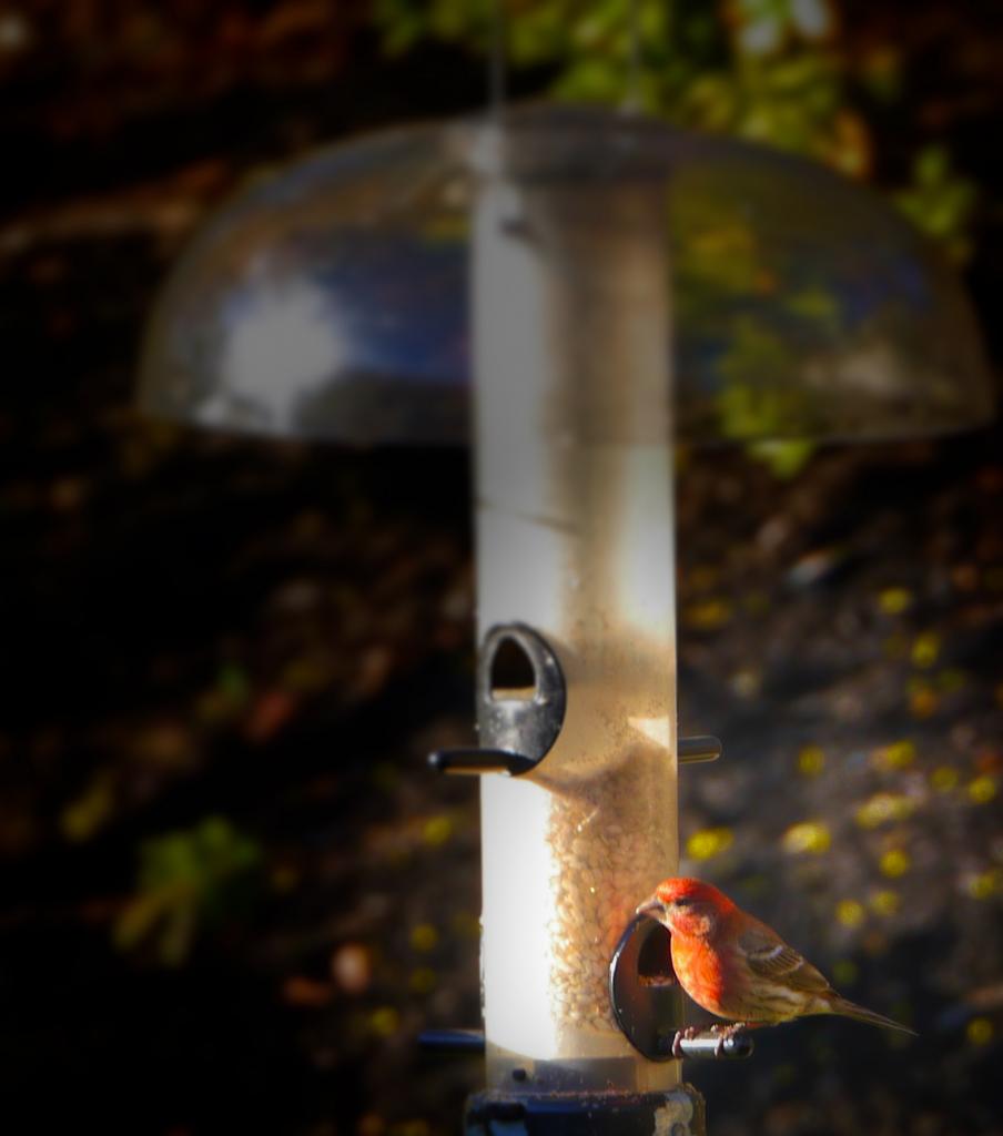 Finch on Feeder