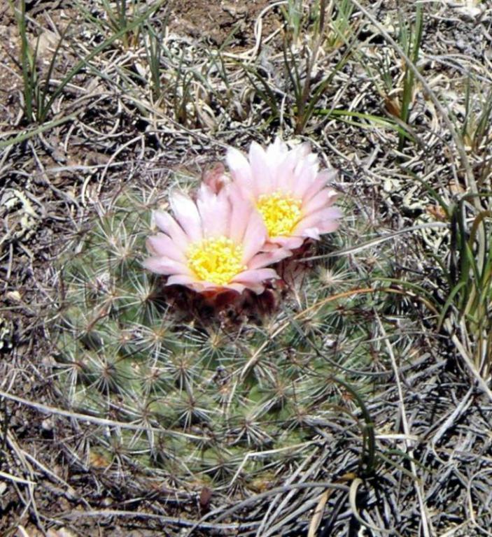 Flowering Cactus
