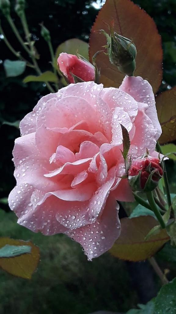 flowers for you pink r