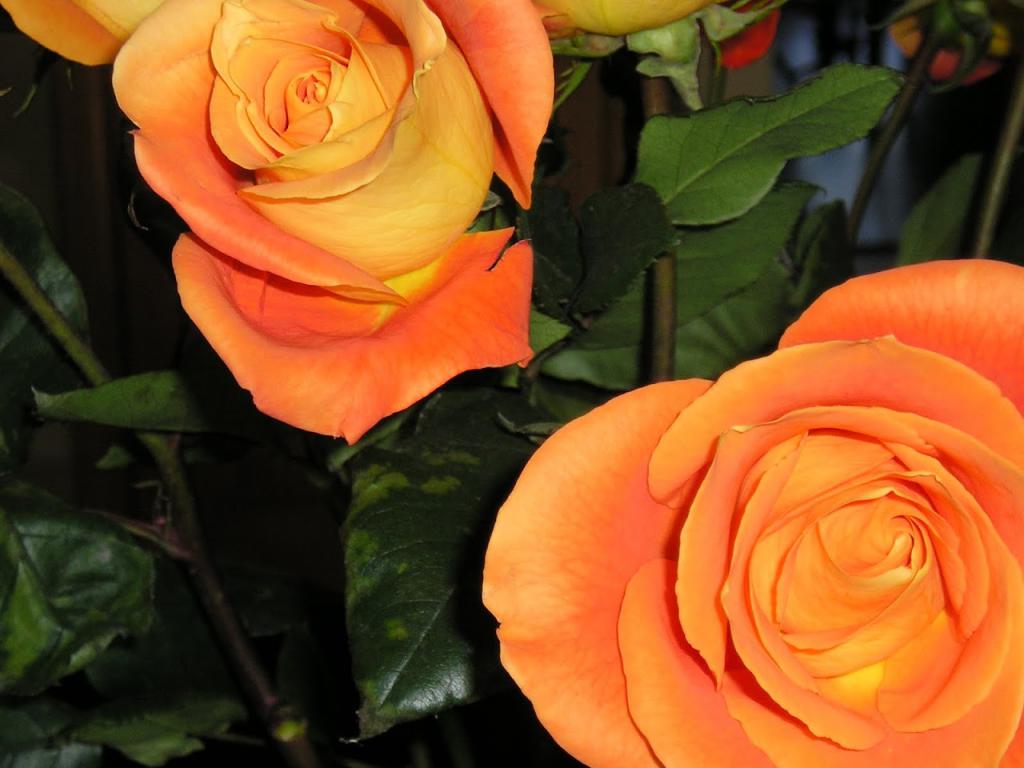 Flowers my daughter got me for my birthday