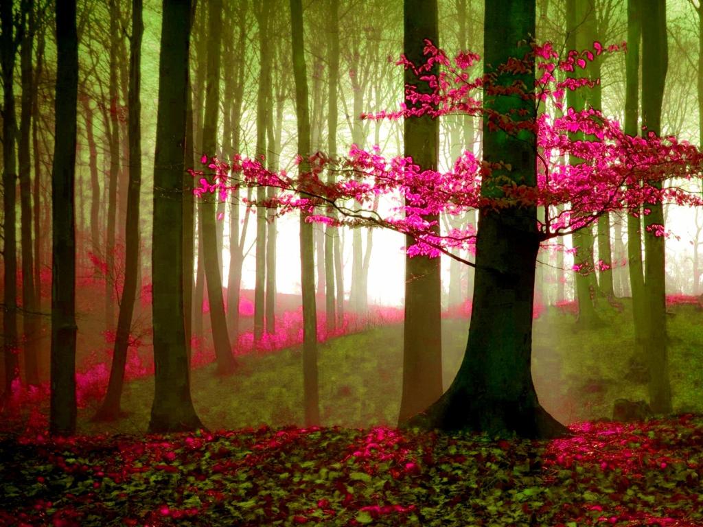 follow me magenta blossoms