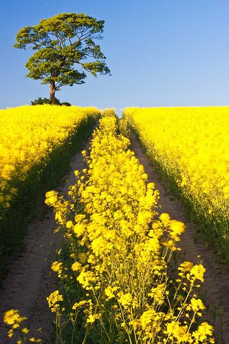 follow me yellow